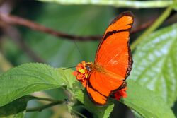 Julia butterfly (Dryas iulia iulia) male.JPG
