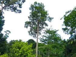 Keruing (Dipterocarpus caudiferus) (Dipterocarpaceae) (8080053980).jpg