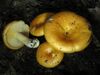 Lactarius croceus 90994.jpg