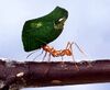 Leaf-cutting ant.jpg