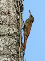 Lepidocolaptes albolineatus - Lineated woodcreeper, Manaus, Amazonas, Brazil.jpg