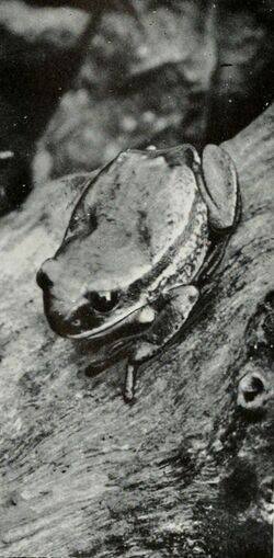 Leptopelis anchietae.jpg