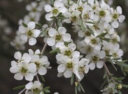 Leptospermum sericatum.jpg