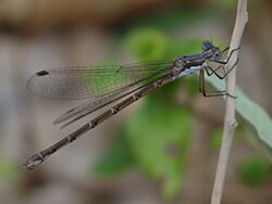 Lestes species.jpg