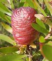 Leucadendron conicum 15505994.jpg