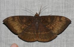 Lygniodes ciliata (Erebidae- Erebinae- Erebini) (4191553484).jpg