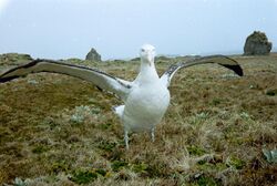 MacquarieIslandWanderer.JPG