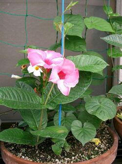 Mandevilla cv Best Red1.jpg