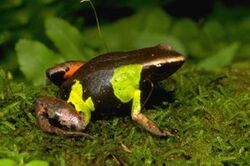 Mantella pulchra01.jpg