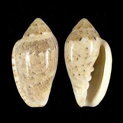 Marginella piperata 001.jpg