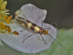 Micropterigidae - Micropterix allionella-001.JPG