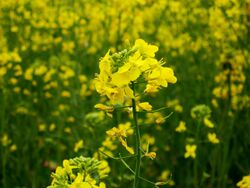Mustard plant.jpg