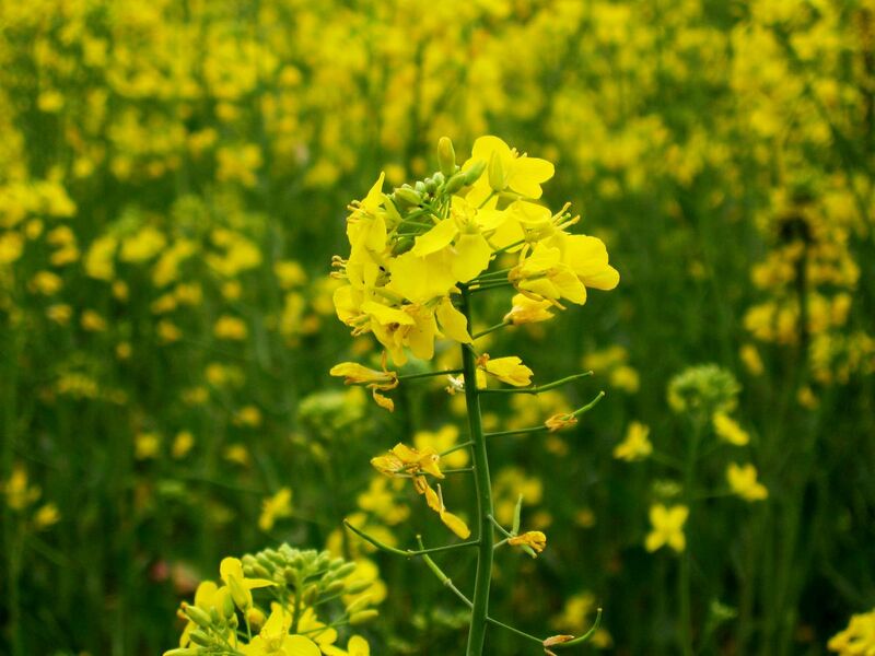 File:Mustard plant.jpg