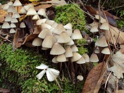 Mycena galopus 68060.jpg