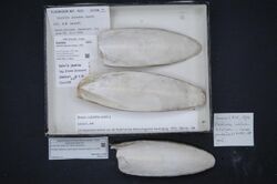 Naturalis Biodiversity Center - RMNH.MOL.113926 - Sepiella japonica Sasaki, 1929 - Sepiidae - Mollusc shell.jpeg