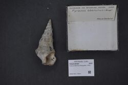Naturalis Biodiversity Center - RMNH.MOL.175914 - Pyrazus ebeninus (Bruguière, 1792) - Potamididae - Mollusc shell.jpeg