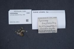 Naturalis Biodiversity Center - RMNH.MOL.236511 - Lymnaea diaphana King, 1830 - Lymnaeidae - Mollusc shell.jpeg