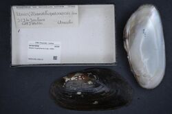 Naturalis Biodiversity Center - RMNH.MOL.326115 - Elliptio hopetonensis (Lea, 1838) - Unionidae - Mollusc shell.jpeg