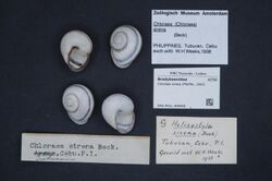 Naturalis Biodiversity Center - ZMA.MOLL.408468 - Chloraea sirena (Pfeiffer, 1842) - Bradybaenidae - Mollusc shell.jpeg