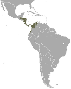 Northern Naked-tailed Armadillo area.png