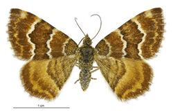 Notoreas niphocrena female.jpg