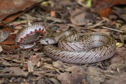 Oligodon deuvei, Deuve's kukri snake - Mueang Loei District, Loei Province (40930180123).jpg