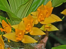 Orchidaceae - Lycaste aromatica.JPG