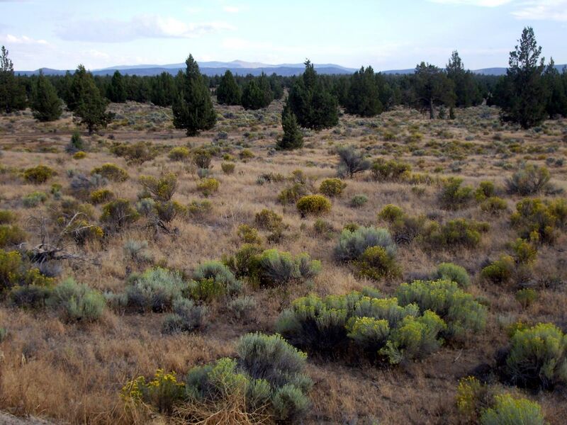 File:Oregon Badlands meadow P6304.jpg