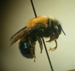 Osmia integra.jpg