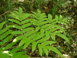 Osmunda japonica leaf.jpg