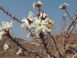 Pachypodium lealii 3.JPG