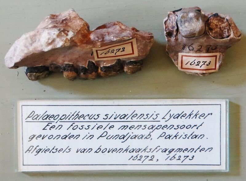 File:Palaeopithecus sivalensis Teylers.JPG