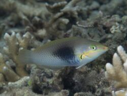 Pastel-green wrasse (Halichoeres chloropterus) (25632655657).jpg