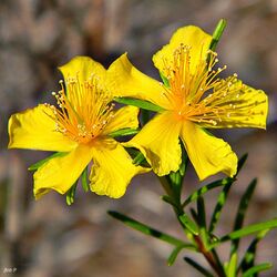 Peelbark St. Johns-wort (Hypericum fasciculatum) (6439017119).jpg