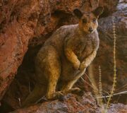 Brown wallaby