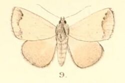 Pl.5-09-Bocula pallens (Moore, 1882) (Poaphila).JPG