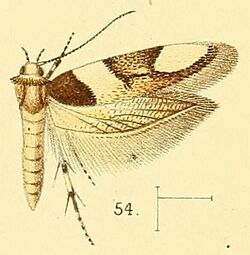 Pl.5-fig.54-Alloclita gambiella (Walsingham, 1891) (Laverna).jpg