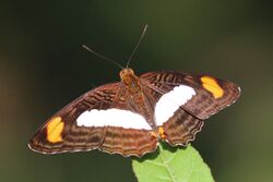 Pointer sister (Adelpha iphiclus).JPG