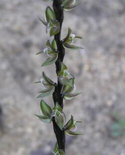 Prasophyllum triangulare.jpg