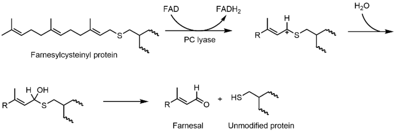 File:Prenylcysteine lyase mechanism.png