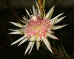 Protea mucronifolia 1DS-II 1-C5644.jpg