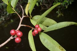 Pseudoxandra polyphleba.jpg