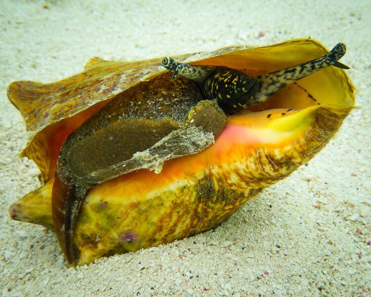 File:Queen Conch (Lobatus gigas).jpg