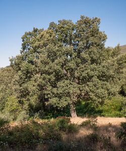 Quercus pyrenaica 20190708a.jpg
