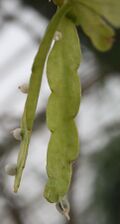Rhipsalis micrantha forma rauhiorum