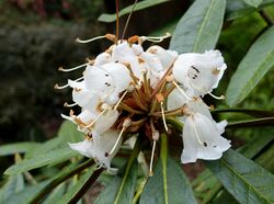 Rhododendron arizelum - Trebah Garden - Cornwall, England - DSC01316.jpg
