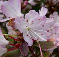 Rhododendron racemosum 2.jpg