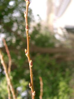 Salix chaenomeloides4.jpg