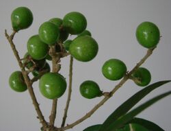 Sapindus saponaria fruits.jpg