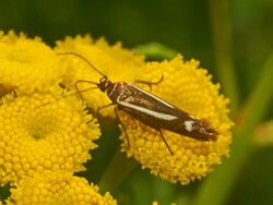 Scythridae - Scythris heinemanni-3.jpg